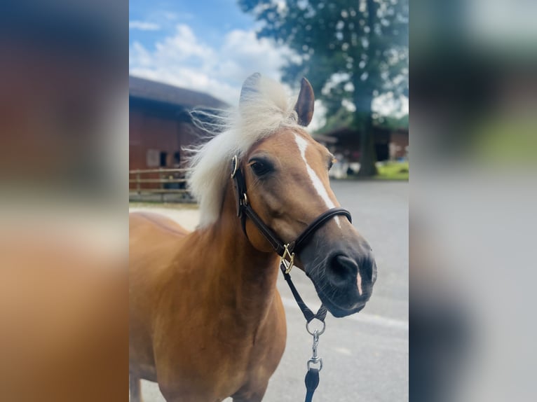 Haflinger Mix Mare 12 years 13,2 hh Palomino in Dietikon