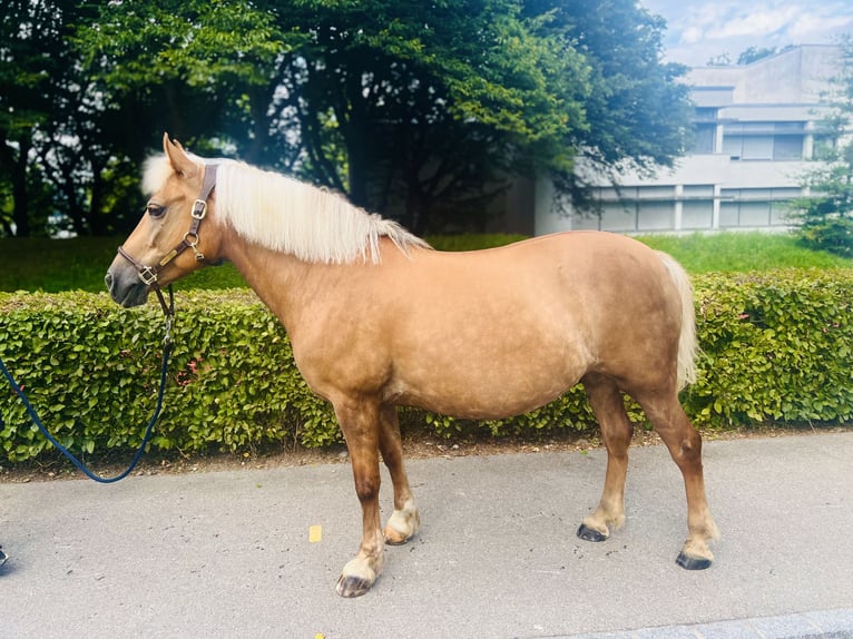 Haflinger Mix Mare 12 years 13,2 hh Palomino in Dietikon