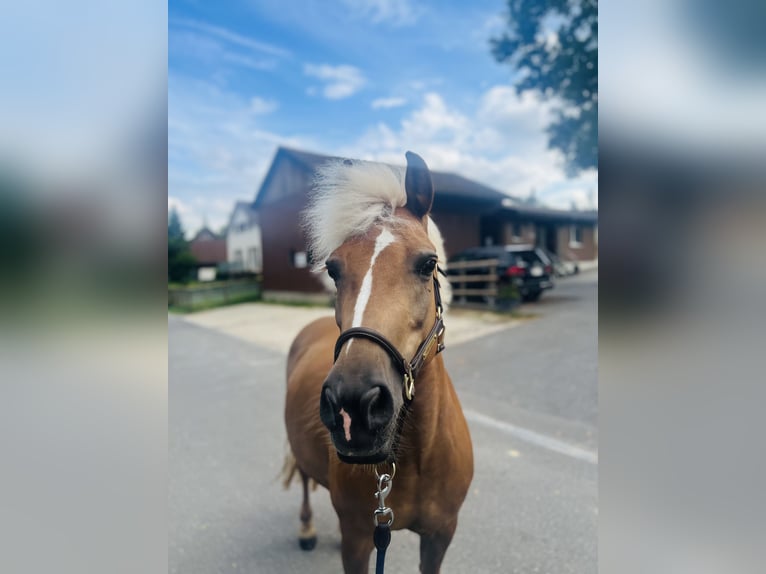 Haflinger Mix Mare 12 years 13,2 hh Palomino in Dietikon