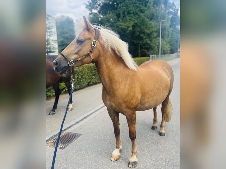 Haflinger Mix Mare 12 years 13,2 hh Palomino in Dietikon