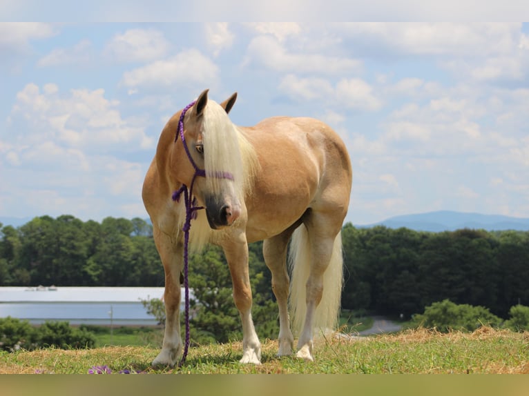 Haflinger Mare 12 years 13.3 hh  in Cleveland, TN