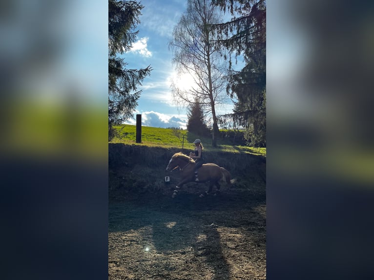 Haflinger Mix Mare 12 years 13,2 hh Chestnut-Red in M&#xF6;lbling