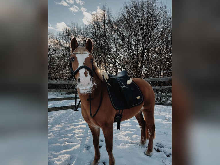 Haflinger Mix Mare 12 years 13,2 hh in M&#xF6;lbling