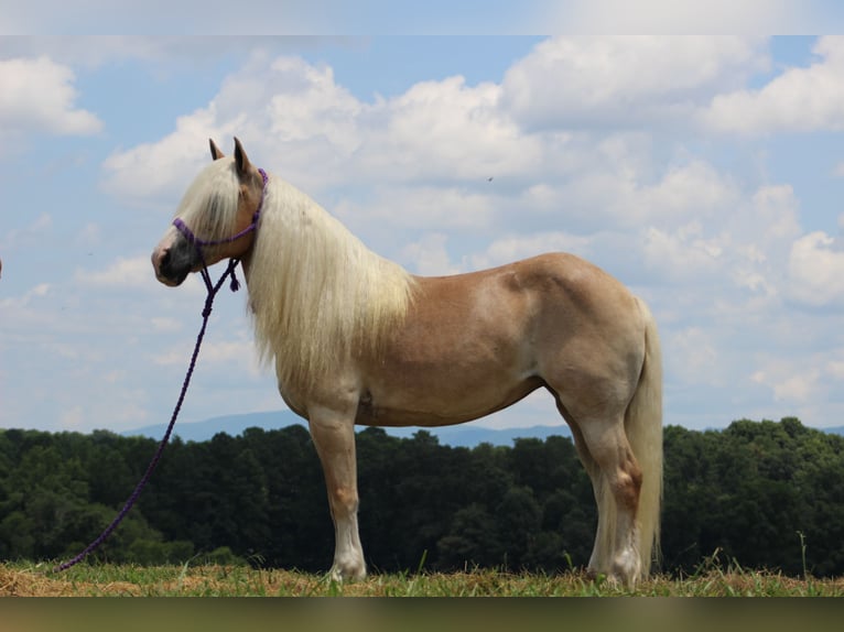 Haflinger Mare 12 years 13,3 hh in Cleveland, TN