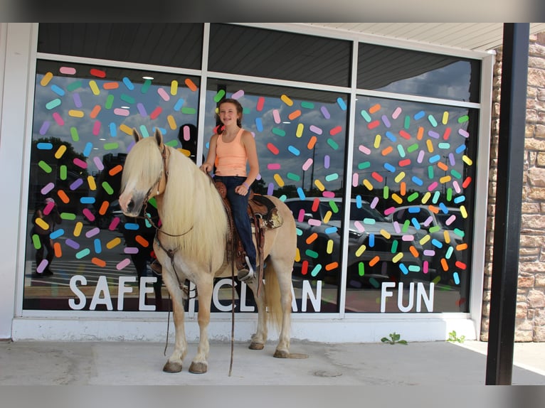 Haflinger Mare 12 years 13,3 hh in Cleveland, TN