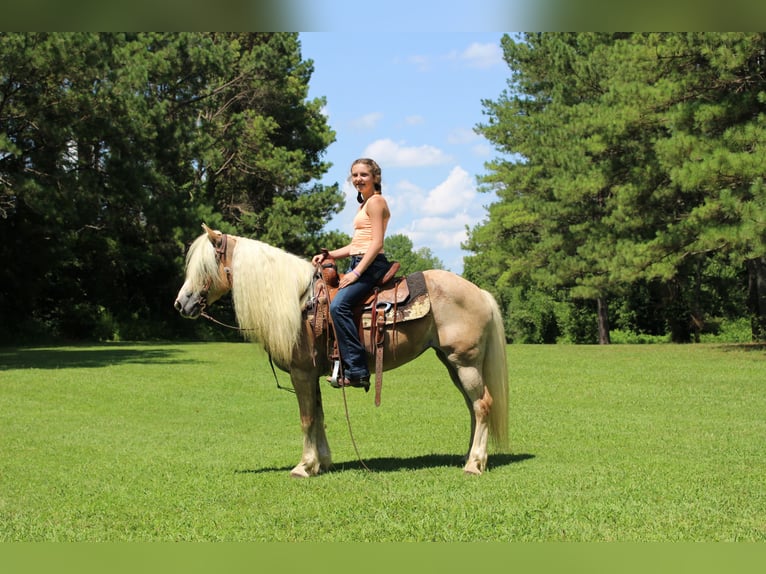 Haflinger Mare 12 years 13,3 hh in Cleveland, TN