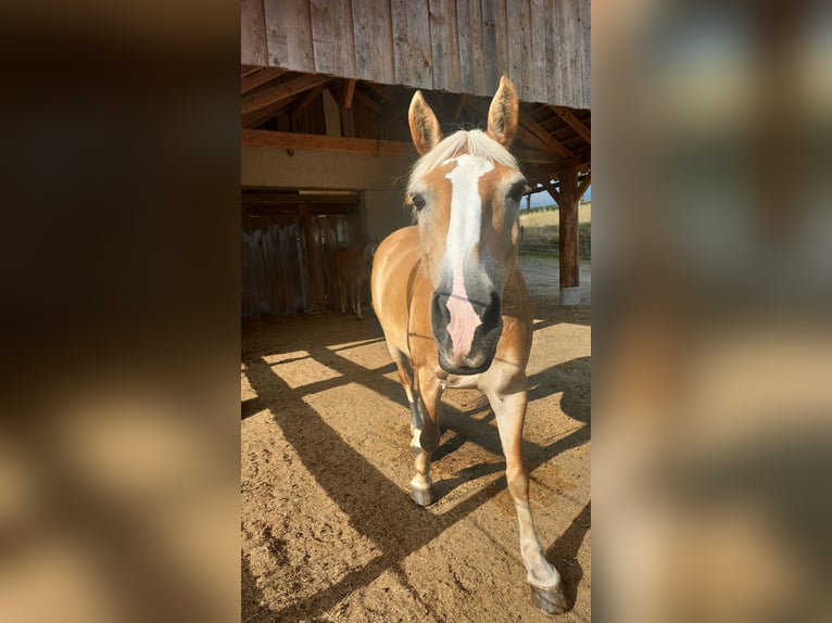 Haflinger Mare 12 years 14,1 hh Chestnut-Red in Amstetten-kollmitzberg