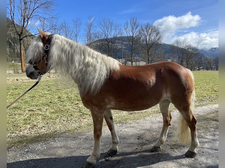 Haflinger Mare 12 years 14,1 hh Chestnut-Red in Oberwölz