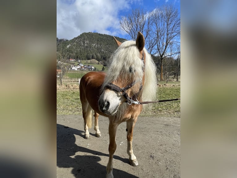 Haflinger Mare 12 years 14,1 hh Chestnut-Red in Oberwölz