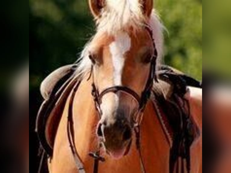 Haflinger Mare 12 years 14,1 hh Chestnut-Red in Metelen