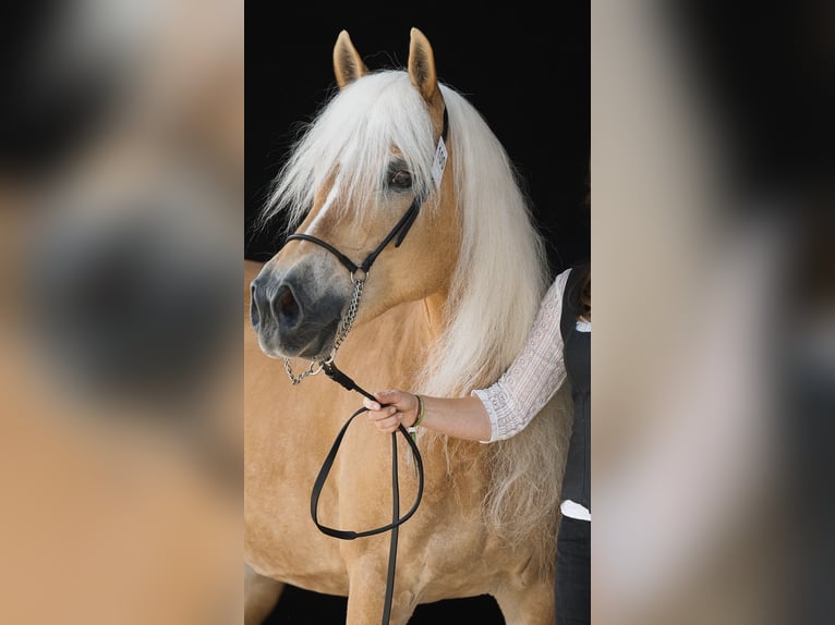 Haflinger Mare 12 years 14.2 hh  in Desselbrunn