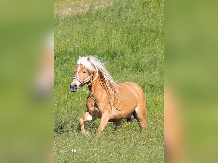 Haflinger Mare 12 years 14.2 hh  in Desselbrunn
