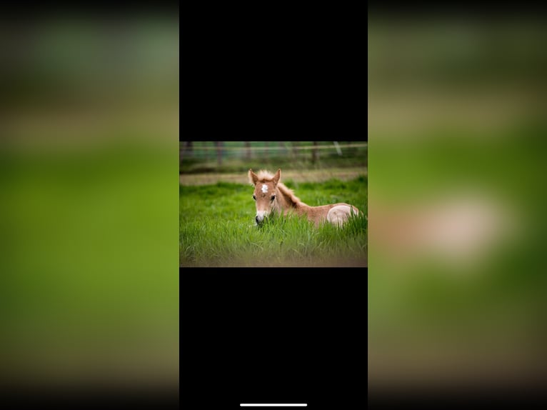Haflinger Mare 12 years 14.2 hh Chestnut-Red in Wuppertal
