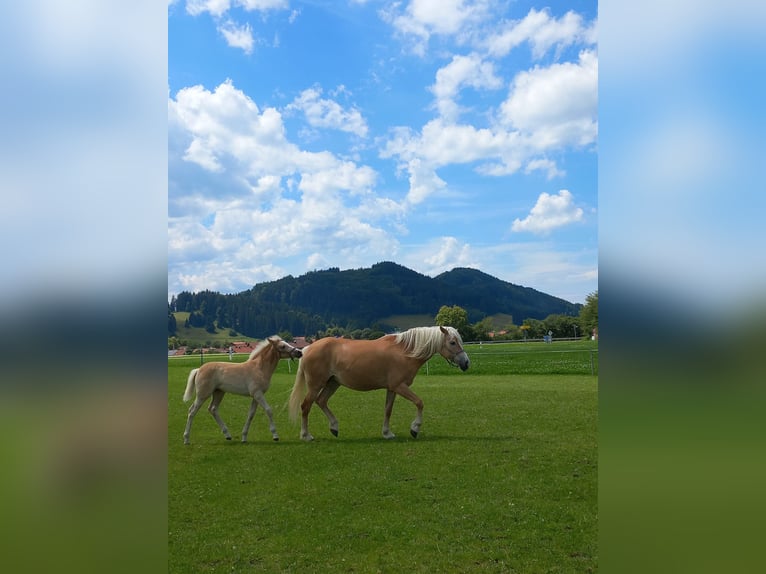 Haflinger Mare 12 years 14,2 hh Chestnut-Red in Weissenbach am Lech