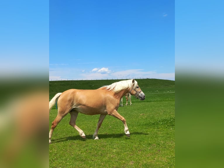 Haflinger Mare 12 years 14,2 hh Chestnut-Red in Weissenbach am Lech