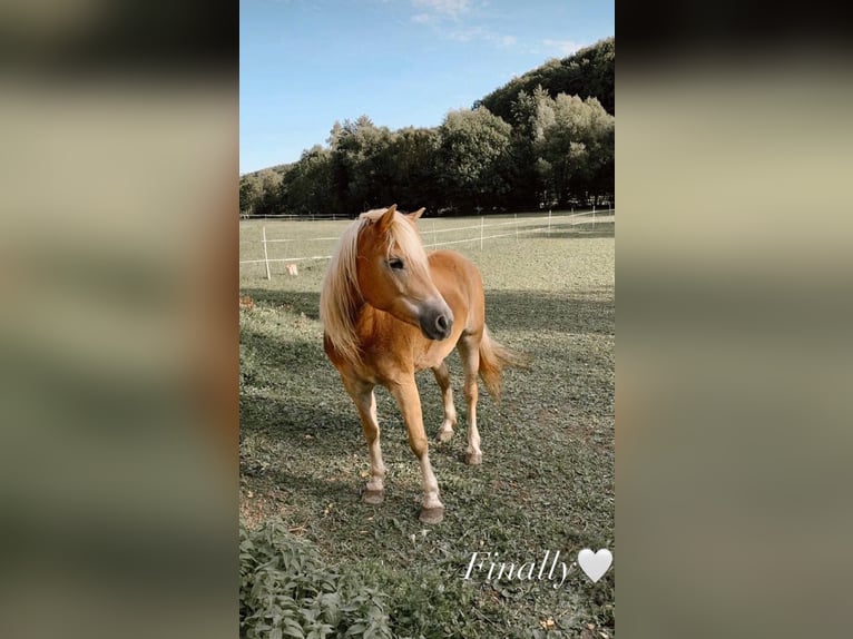 Haflinger Mare 12 years 14.2 hh Chestnut-Red in Schöntal