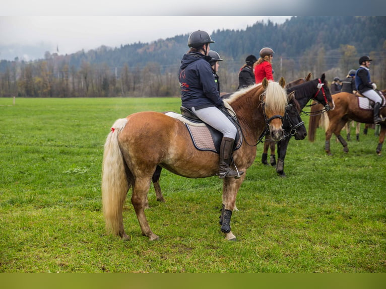 Haflinger Mare 12 years 14,2 hh Chestnut-Red in Kirchbichl