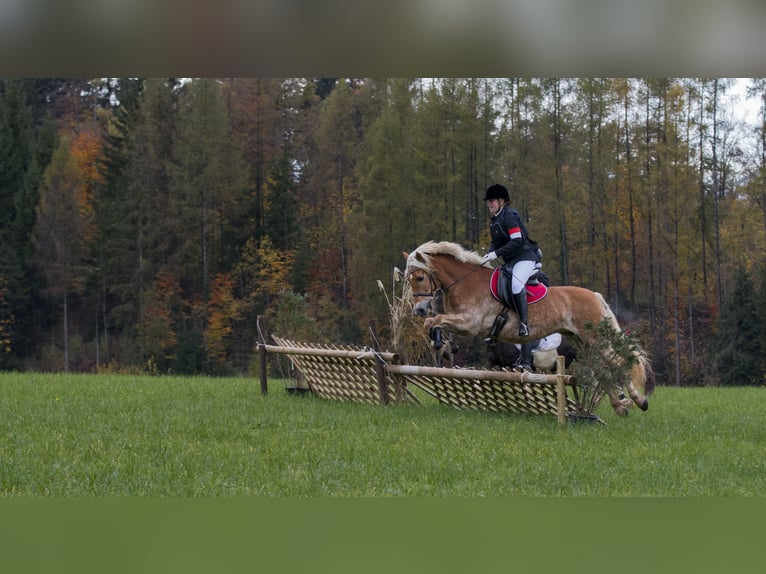 Haflinger Mare 12 years 14,2 hh Chestnut-Red in Kirchbichl