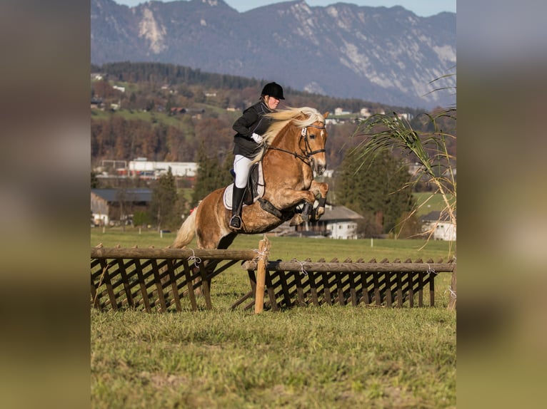 Haflinger Mare 12 years 14,2 hh Chestnut-Red in Kirchbichl