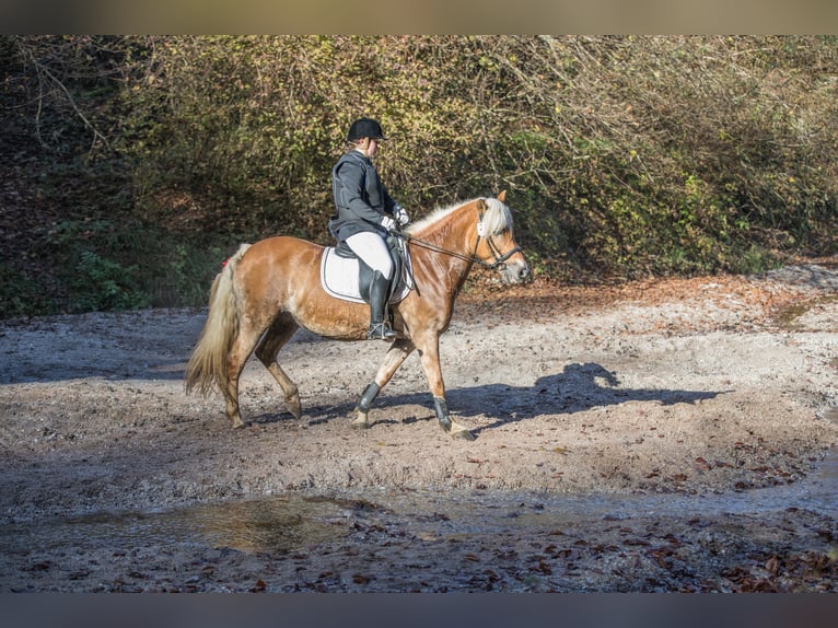 Haflinger Mare 12 years 14,2 hh Chestnut-Red in Kirchbichl