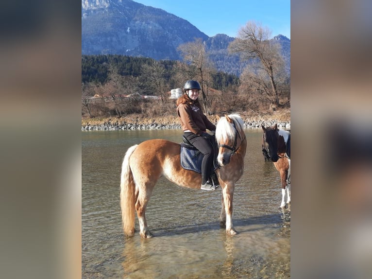 Haflinger Mare 12 years 14,2 hh Chestnut-Red in Kirchbichl