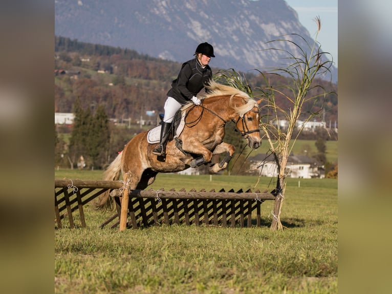 Haflinger Mare 12 years 14,2 hh Chestnut-Red in Kirchbichl