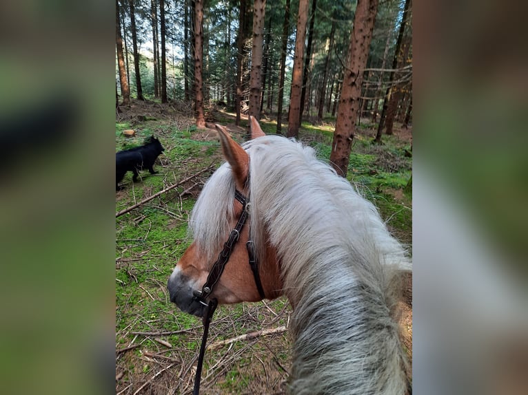 Haflinger Mare 12 years 14,2 hh Chestnut-Red in Kirchbichl