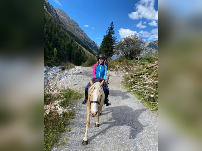 Haflinger Mare 12 years 14,2 hh Chestnut-Red in St. Leonhard i. Pitztal