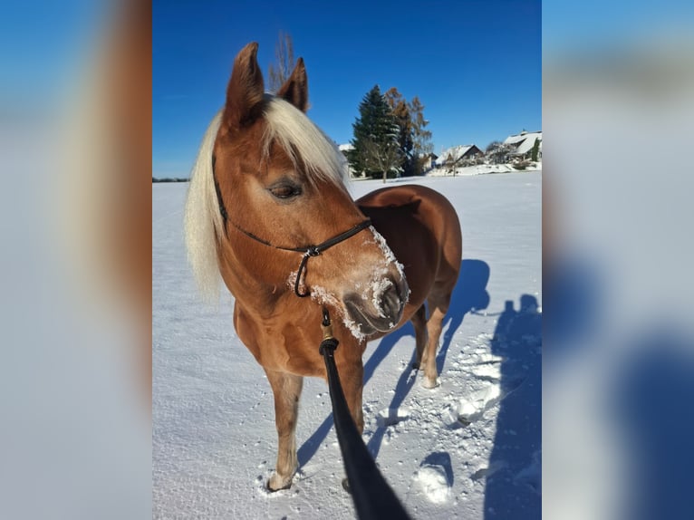 Haflinger Mare 12 years 14.2 hh Chestnut-Red in Tübach