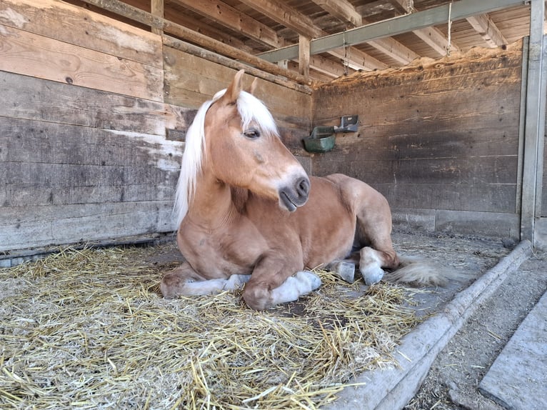 Haflinger Mare 12 years 14.2 hh Chestnut-Red in Tübach