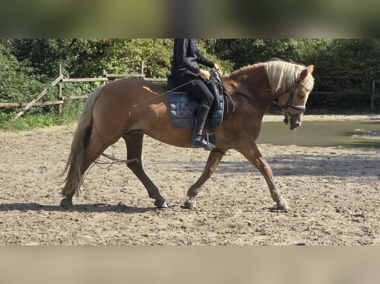 Haflinger Mare 12 years 14.2 hh Chestnut-Red in Wachtendonk