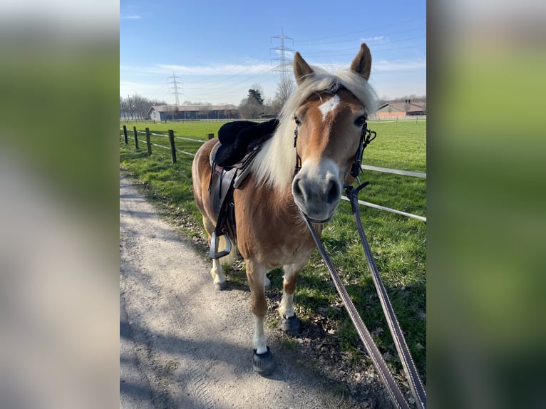 Haflinger Mare 12 years 14,2 hh in Bottrop