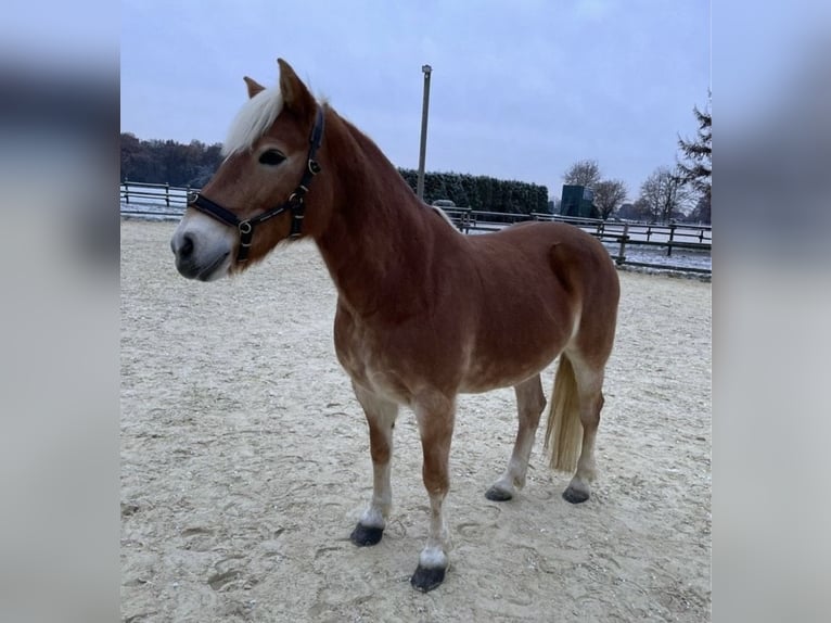 Haflinger Mare 12 years 14,2 hh in Bottrop