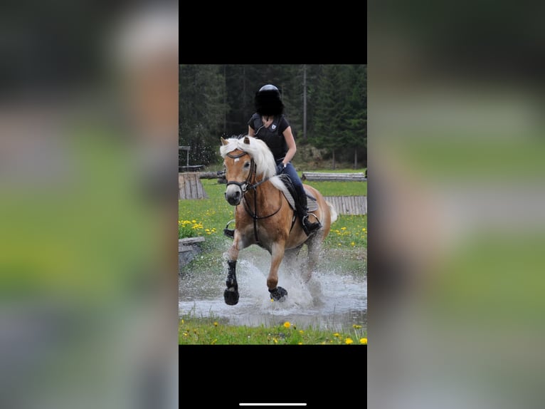 Haflinger Mare 12 years 14,3 hh Chestnut-Red in Bleiburg