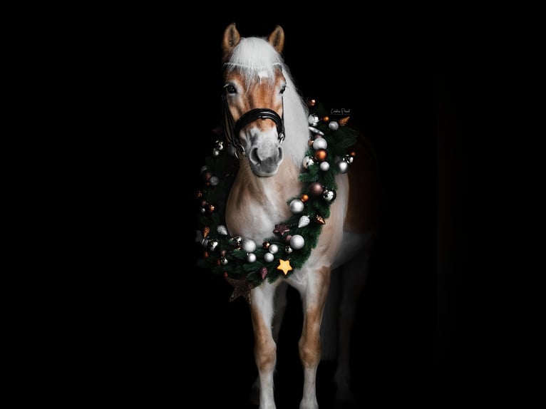 Haflinger Mare 12 years 14,3 hh Chestnut-Red in Bleiburg