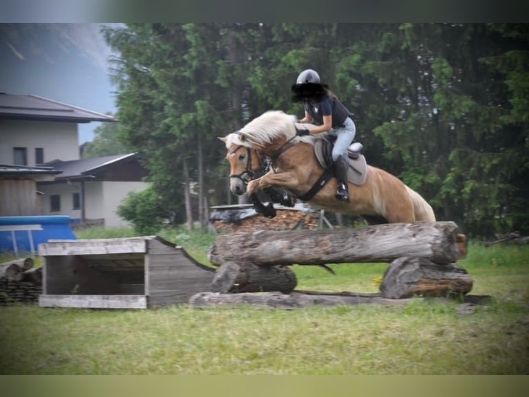 Haflinger Mare 12 years 14,3 hh Chestnut-Red in Bleiburg