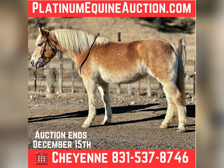 Haflinger Mare 12 years 14,3 hh Chestnut in Bitterwater CA