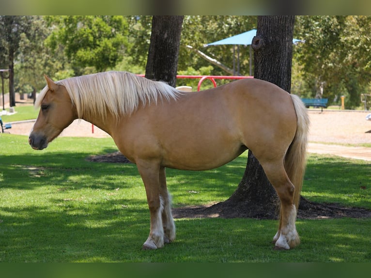 Haflinger Mare 12 years 14 hh Palomino in Norco