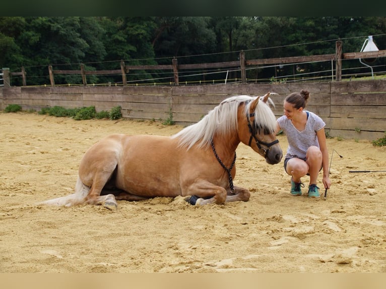 Haflinger Mare 12 years 14,1 hh Chestnut-Red in Aachen