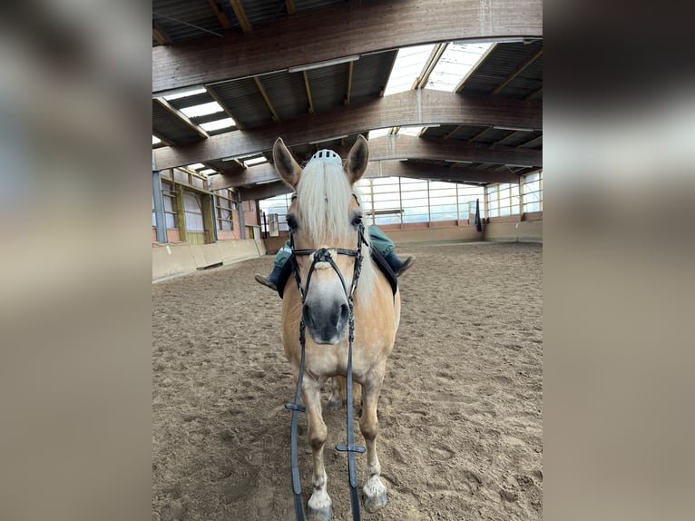 Haflinger Mare 12 years 14,1 hh in Geesthacht