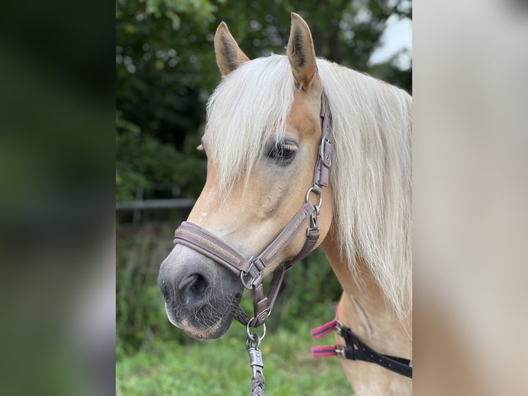 Haflinger Mare 12 years 14,1 hh in Geesthacht