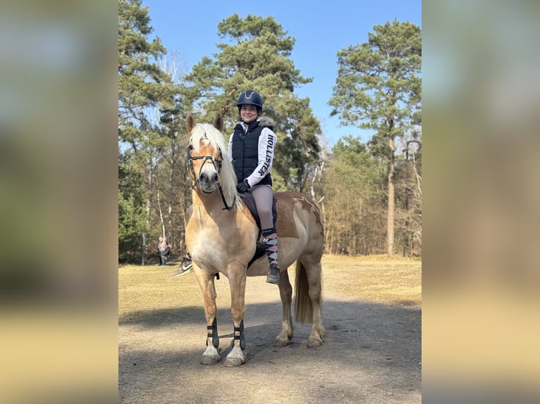 Haflinger Mare 12 years 14,1 hh in Geesthacht