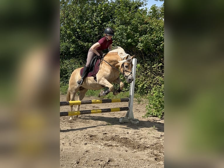 Haflinger Mare 12 years 14,1 hh in Geesthacht