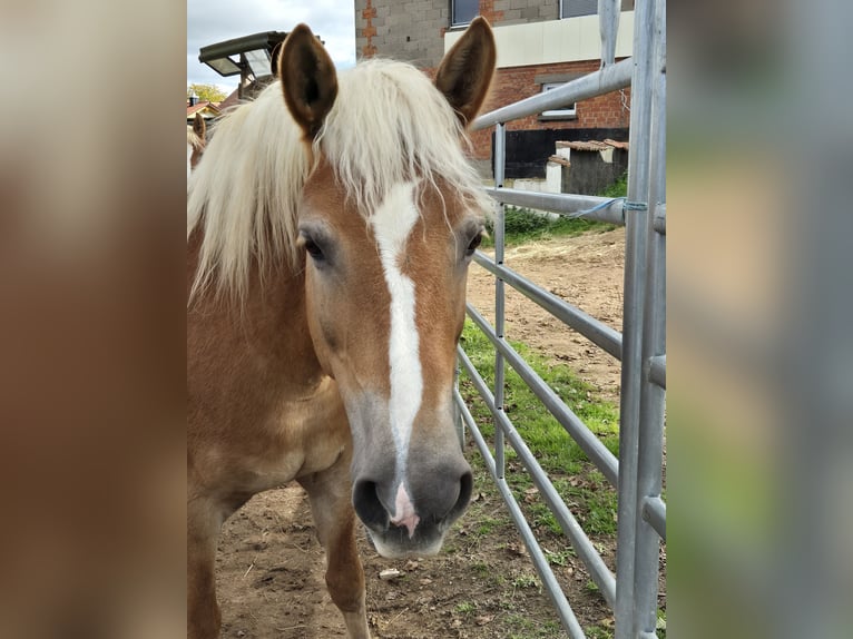 Haflinger Mare 12 years 14,2 hh Chestnut-Red in Ha&#xDF;furt