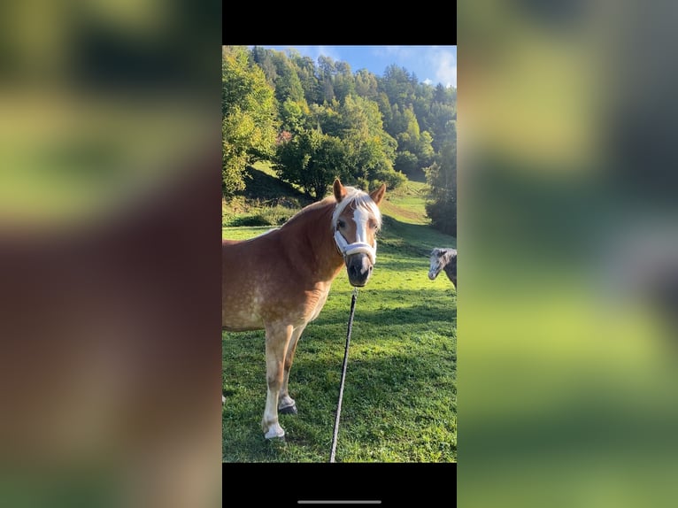 Haflinger Mare 12 years 14,2 hh Chestnut-Red in Murau