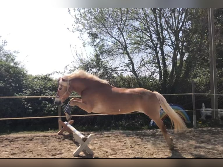 Haflinger Mare 12 years 15.1 hh Chestnut-Red in Eschweiler