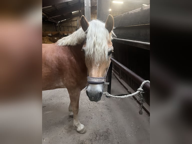 Haflinger Mare 12 years 15.1 hh Chestnut-Red in Eschweiler