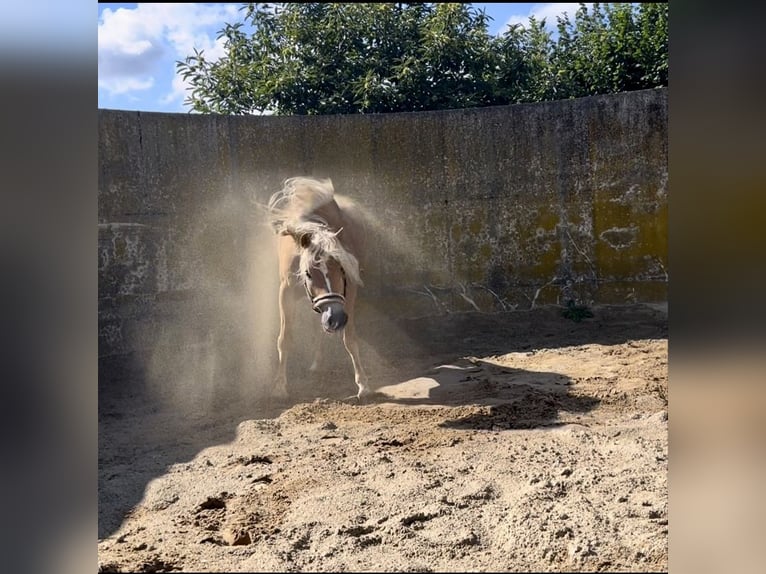 Haflinger Mare 12 years 15.2 hh Buckskin in Bad Segeberg