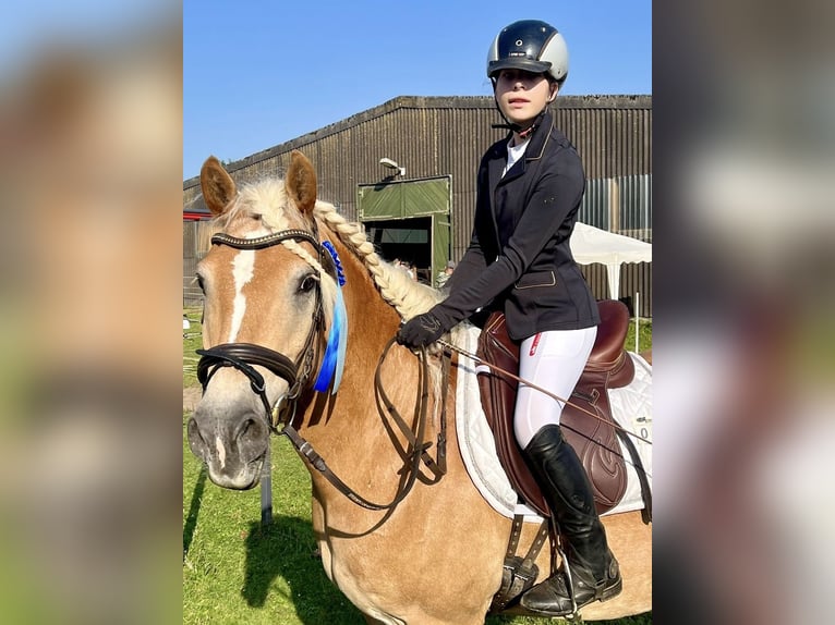 Haflinger Mare 12 years 15.2 hh Buckskin in Bad Segeberg