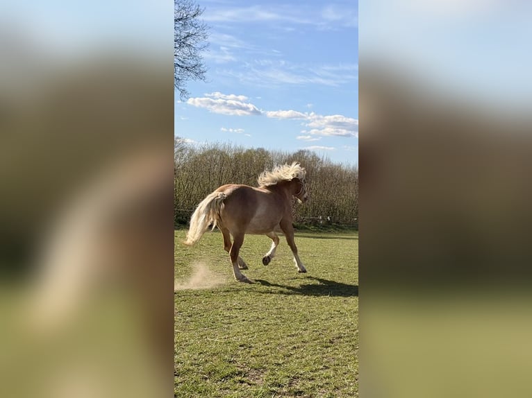Haflinger Mare 12 years 15.2 hh Buckskin in Bad Segeberg